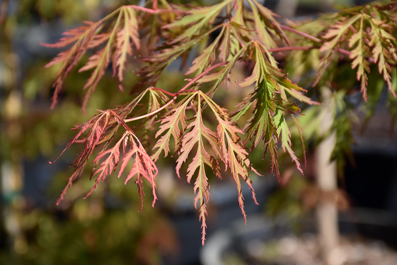 Ice Dragon Maple (Acer 'IsliD') at Caan Floral & Greenhouse