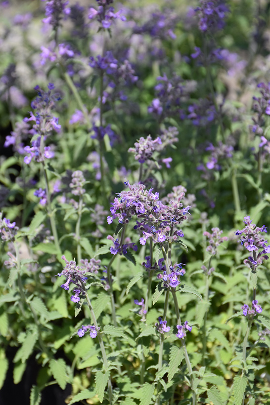 Little Trudy Catmint (Nepeta 'Psfike') at Caan Floral & Greenhouse