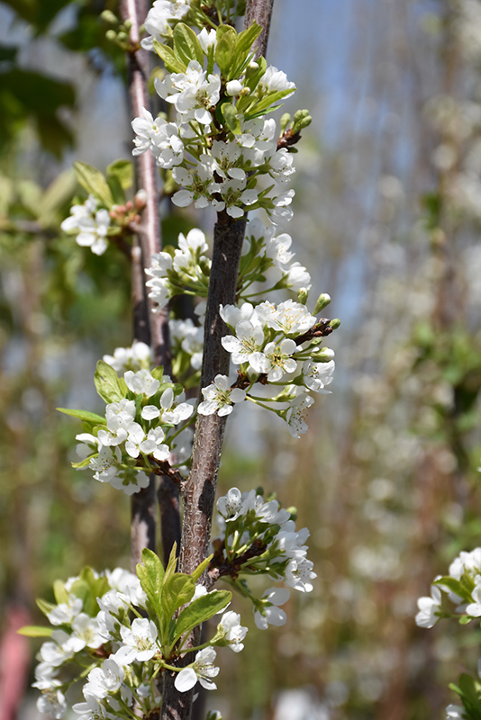 BlackIce Cherry-Plum (Prunus 'Lydecker') at Caan Floral & Greenhouse