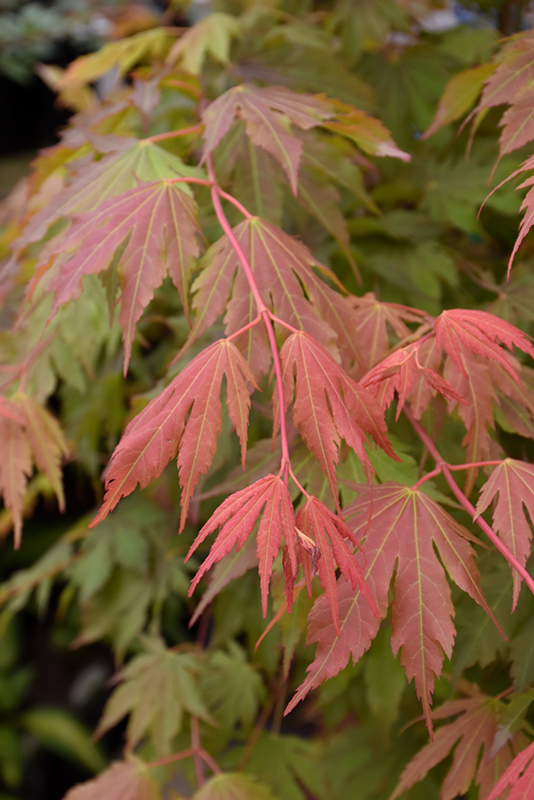 North Wind Japanese Maple (Acer 'IsINW') at Caan Floral & Greenhouse