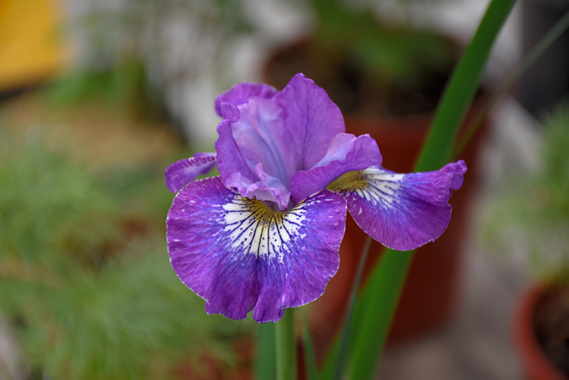 How Audacious Siberian Iris (Iris sibirica 'How Audacious') at Caan Floral & Greenhouse
