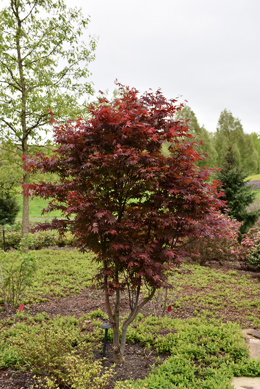 Emperor I Japanese Maple (Acer palmatum 'Wolff') at Caan Floral & Greenhouse