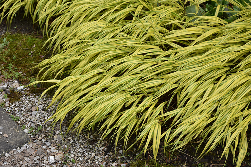 Golden Variegated Hakone Grass (Hakonechloa macra 'Aureola') at Caan Floral & Greenhouse