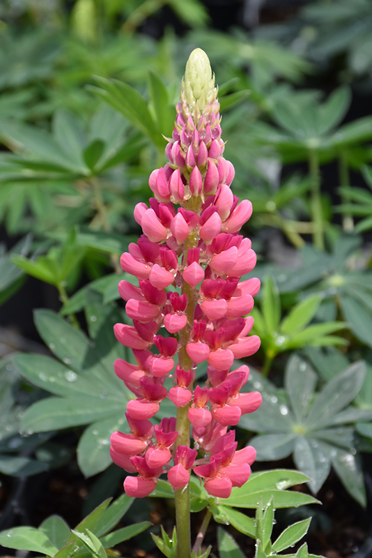 Popsicle Pink Lupine (Lupinus 'Popsicle Pink') at Caan Floral & Greenhouse