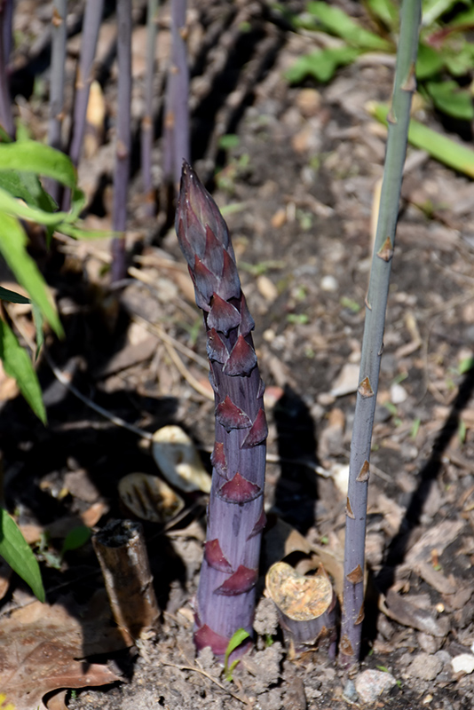 Sweet Purple Asparagus (Asparagus 'Sweet Purple') at Caan Floral & Greenhouse