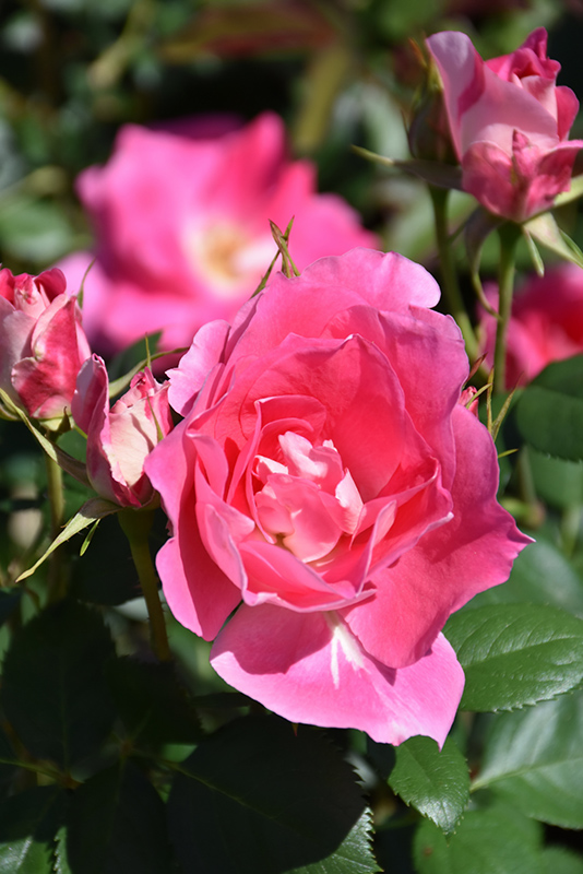 Carefree Wonder Rose (Rosa 'Carefree Wonder') at Caan Floral & Greenhouse