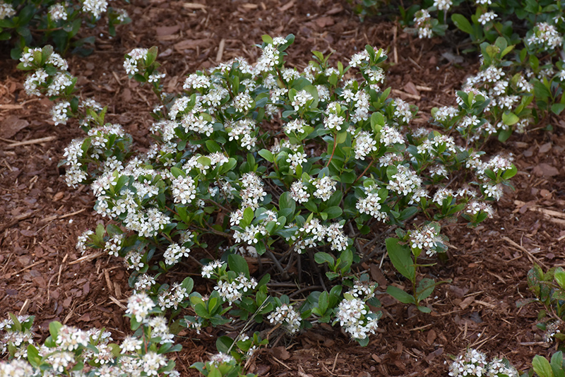 Low Scape Mound Aronia (Aronia melanocarpa 'UCONNAM165') at Caan Floral & Greenhouse
