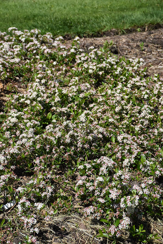 Ground Hug Aronia (Aronia melanocarpa 'UCONNAM012') at Caan Floral & Greenhouse