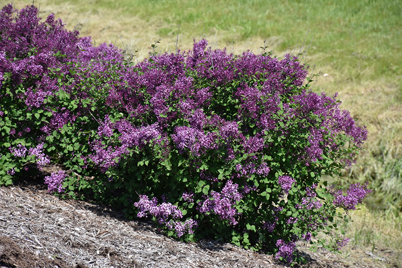 Bloomerang Dark Purple Lilac (Syringa 'SMSJBP7') at Caan Floral & Greenhouse