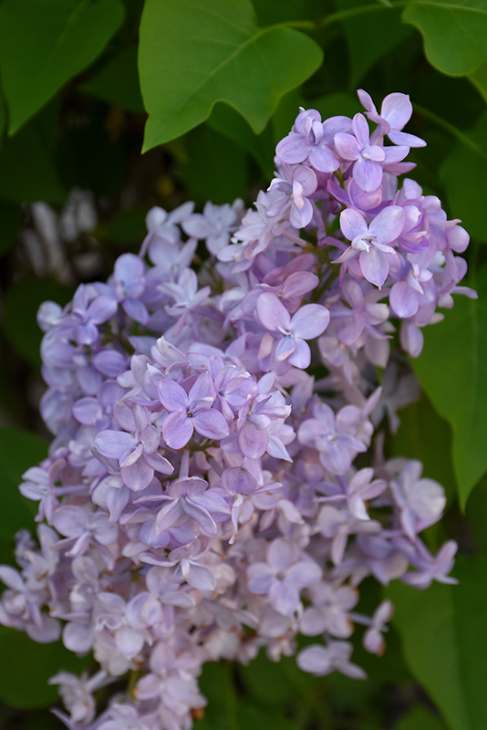 Scentara Double Blue Lilac (Syringa x hyacinthiflora 'SMNSHBBL') at Caan Floral & Greenhouse