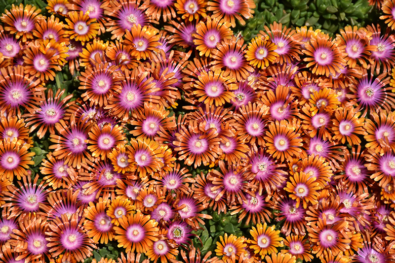 Fire Spinner Ice Plant (Delosperma 'Fire Spinner') at Caan Floral & Greenhouse