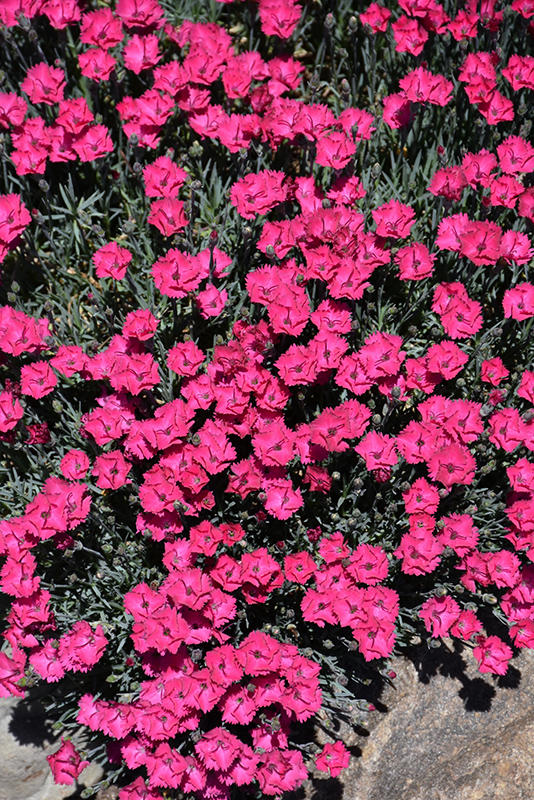 Paint The Town Red Pinks (Dianthus 'Paint The Town Red') at Caan Floral & Greenhouse
