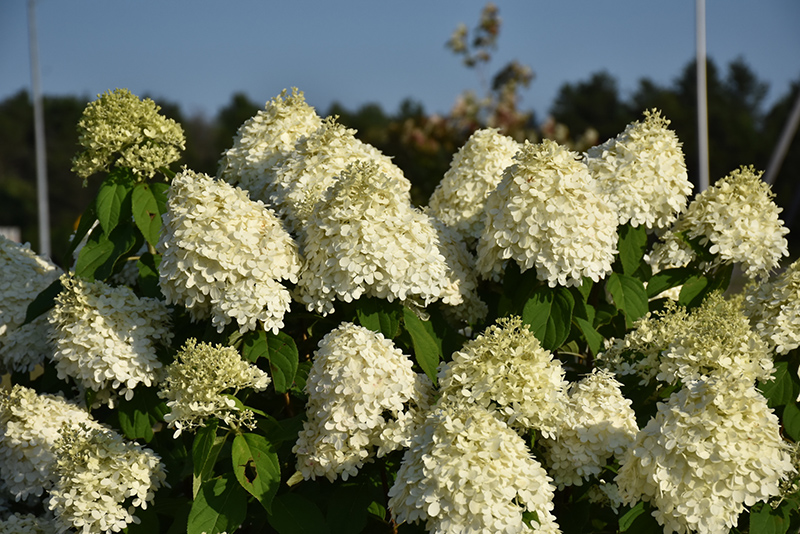 Limelight Hydrangea (Hydrangea paniculata 'Limelight') at Caan Floral & Greenhouse