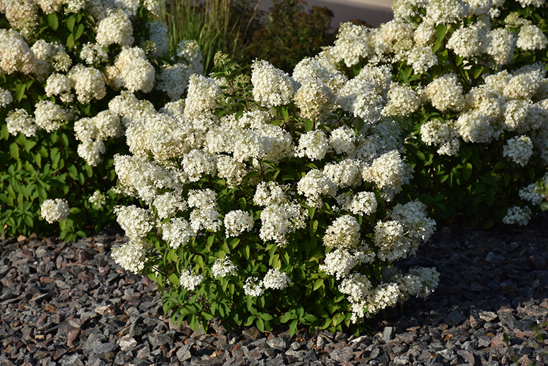 Bobo Hydrangea (Hydrangea paniculata 'ILVOBO') at Caan Floral & Greenhouse