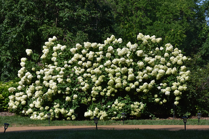 Limelight Hydrangea (Hydrangea paniculata 'Limelight') at Caan Floral & Greenhouse