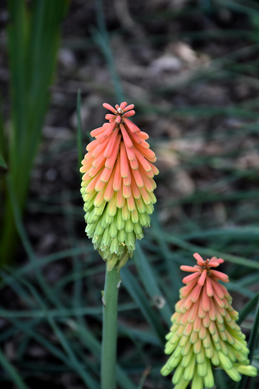 Fire Dance Torchlily (Kniphofia hirsuta 'Fire Dance') at Caan Floral & Greenhouse