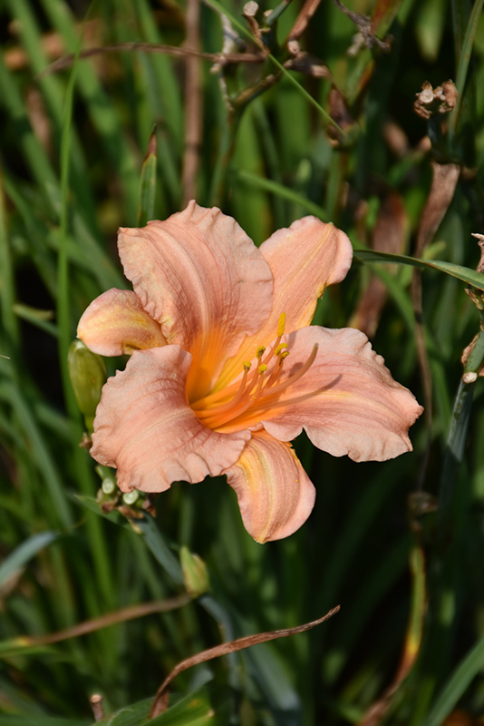 EveryDaylily Pink Wing Daylily (Hemerocallis 'VER0021') at Caan Floral & Greenhouse