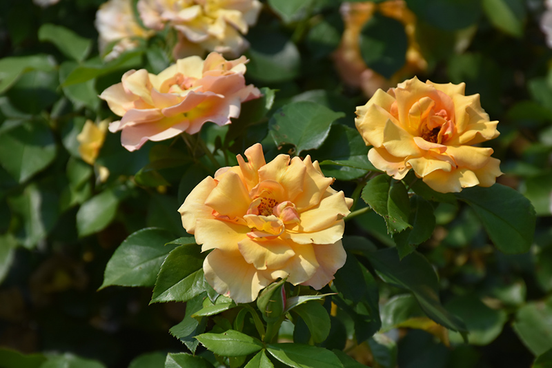 Tequila Supreme Rose (Rosa 'Meikokan') at Caan Floral & Greenhouse