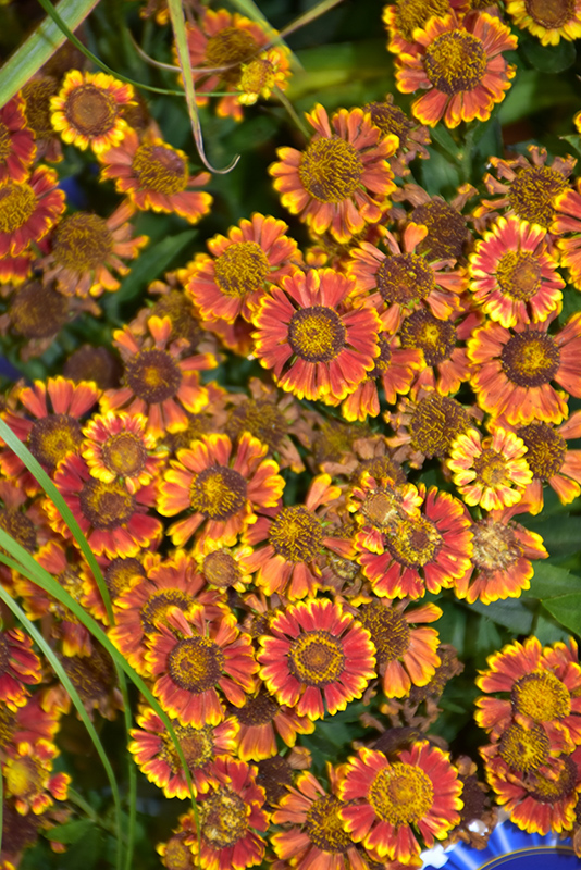 Mariachi Bandera Sneezeweed (Helenium autumnale 'Bandera') at Caan Floral & Greenhouse