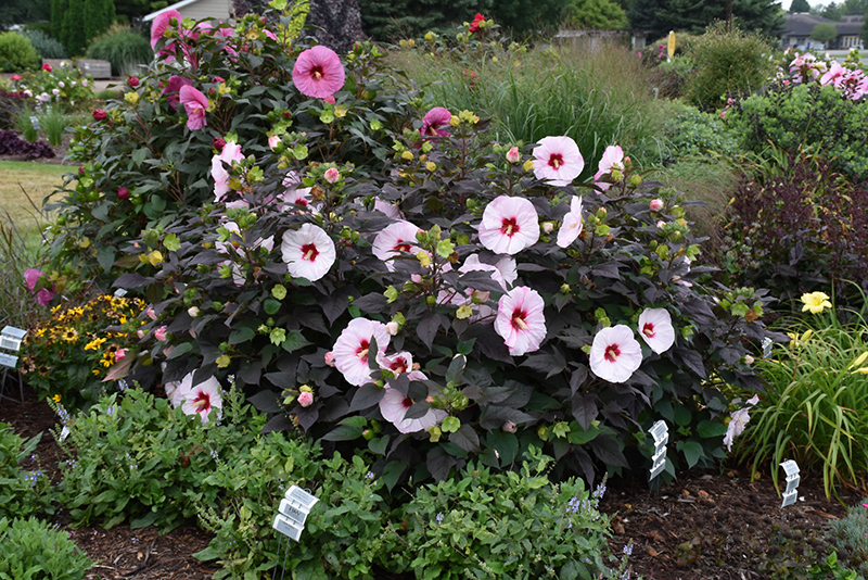 Summerific Perfect Storm Hibiscus (Hibiscus 'Perfect Storm') at Caan Floral & Greenhouse