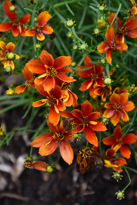 Sizzle And Spice Crazy Cayenne Tickseed (Coreopsis verticillata 'Crazy Cayenne') at Caan Floral & Greenhouse