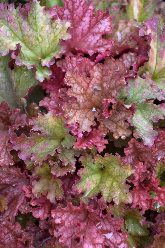 Peachberry Ice Coral Bells (Heuchera 'Peachberry Ice') at Caan Floral & Greenhouse
