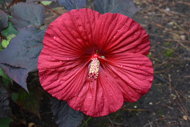 Summerific Holy Grail Hibiscus (Hibiscus 'Holy Grail') at Caan Floral & Greenhouse