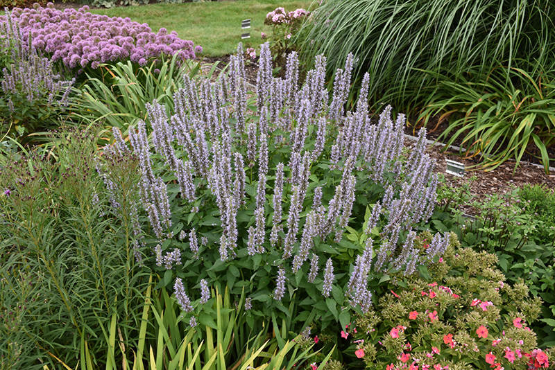 Blue Fortune Anise Hyssop (Agastache 'Blue Fortune') at Caan Floral & Greenhouse