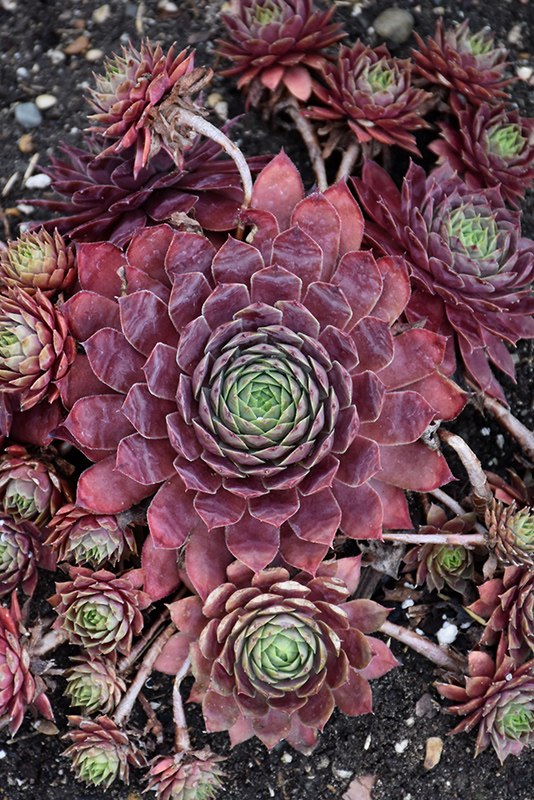 Peggy Hens And Chicks (Sempervivum 'Peggy') at Caan Floral & Greenhouse