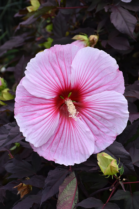 Starry Starry Night Hibiscus (Hibiscus 'Starry Starry Night') at Caan Floral & Greenhouse