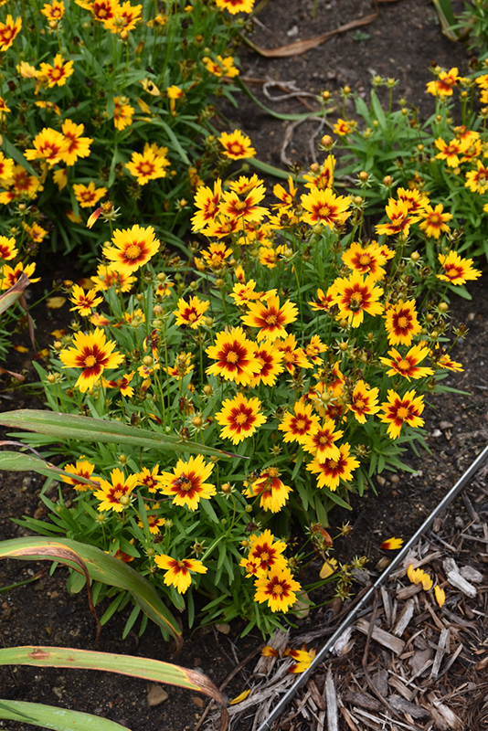 UpTick Gold and Bronze Tickseed (Coreopsis 'Baluptgonz') at Caan Floral & Greenhouse