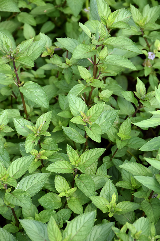 Chocolate Mint (Mentha x piperita 'Chocolate') at Caan Floral & Greenhouse