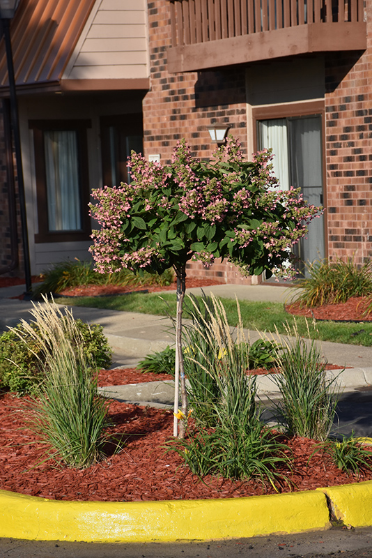 Quick Fire Hydrangea (tree form) (Hydrangea paniculata 'Bulk') at Caan Floral & Greenhouse