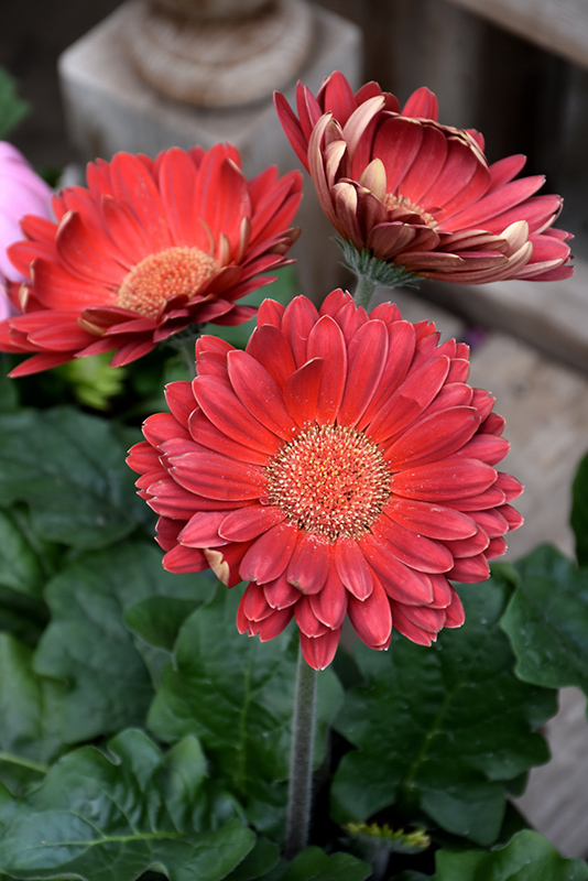 Red Gerbera Daisy (Gerbera 'Red') at Caan Floral & Greenhouse