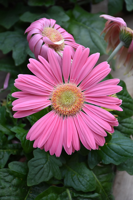Pink Gerbera Daisy (Gerbera 'Pink') at Caan Floral & Greenhouse