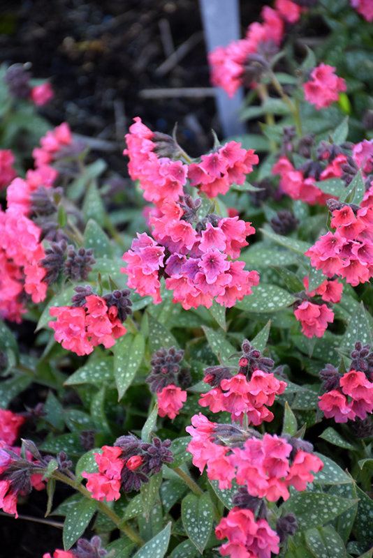Shrimps On The Barbie Lungwort (Pulmonaria 'Shrimps On The Barbie') at Caan Floral & Greenhouse