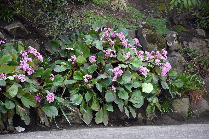 Heartleaf Bergenia (Bergenia cordifolia) at Caan Floral & Greenhouse