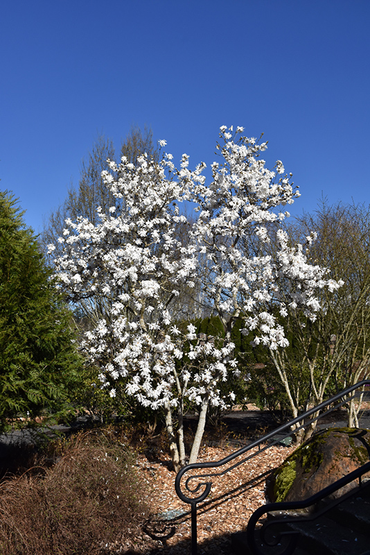 Royal Star Magnolia (Magnolia stellata 'Royal Star') at Caan Floral & Greenhouse