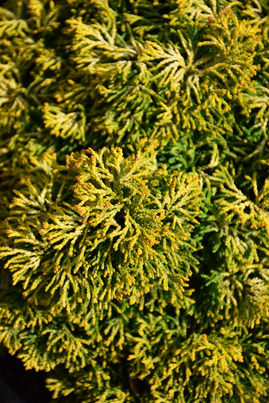 Butterball Hinoki Falsecypress (Chamaecyparis obtusa 'Butter Ball') at Caan Floral & Greenhouse