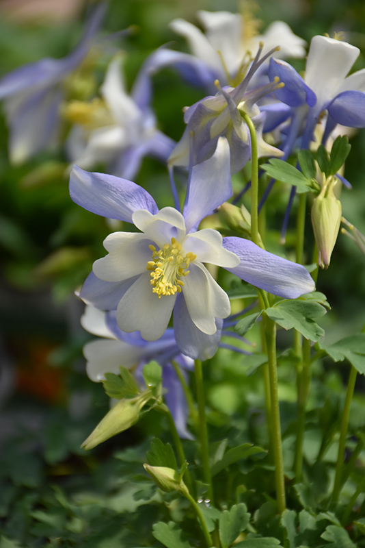 Kirigami Deep Blue and White Columbine (Aquilegia caerulea 'Kirigami Deep Blue and White') at Caan Floral & Greenhouse