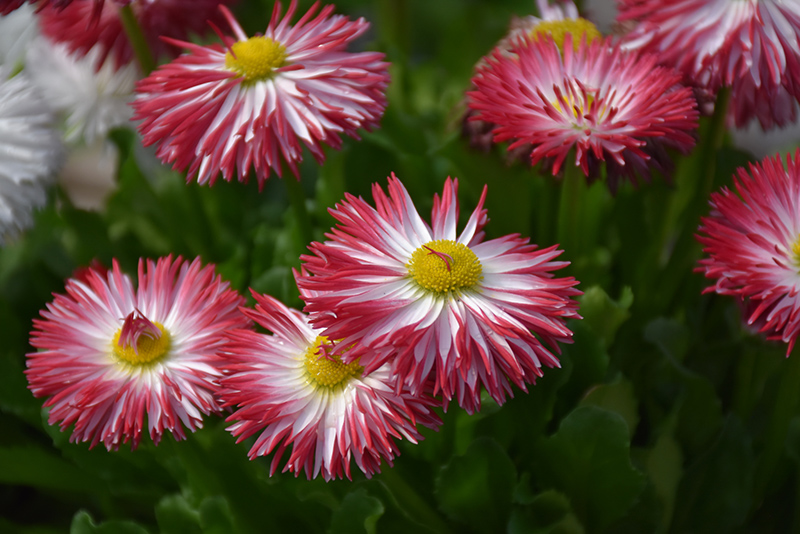 Habanera White with Red Tips English Daisy (Bellis perennis 'Habanera White with Red Tips') at Caan Floral & Greenhouse