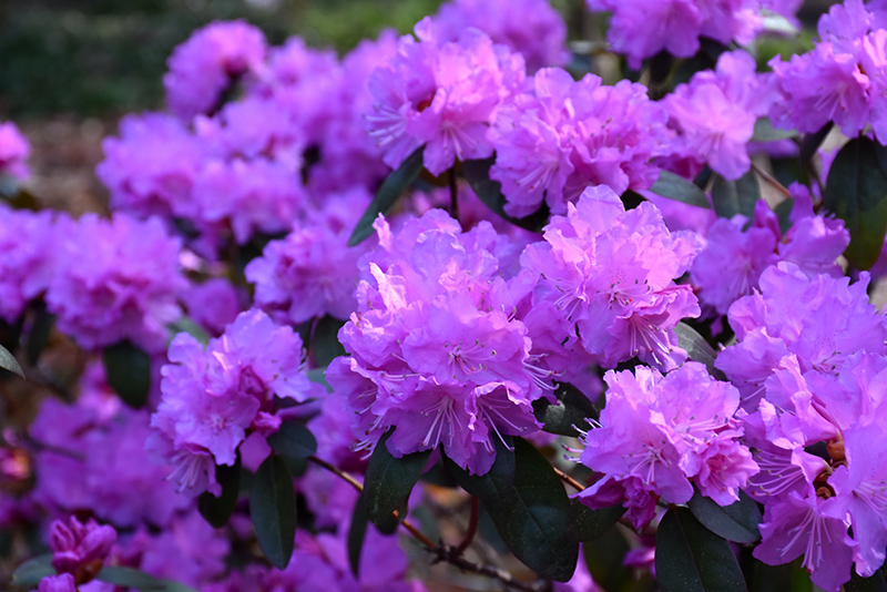 P.J.M. Elite Rhododendron (Rhododendron 'P.J.M. Elite') at Caan Floral & Greenhouse