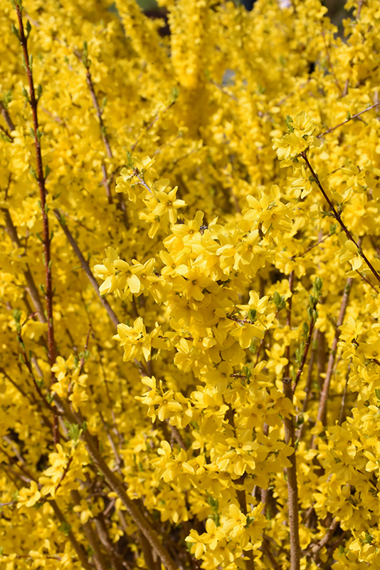 Magical Gold Forsythia (Forsythia x intermedia 'Kolgold') at Caan Floral & Greenhouse