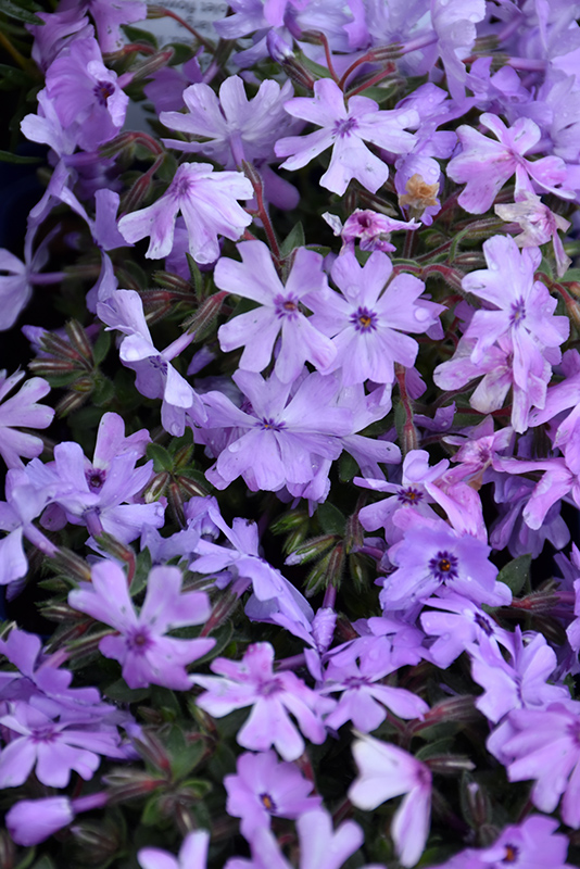 Running With Scissors Moss Phlox (Phlox 'Running With Scissors') at Caan Floral & Greenhouse