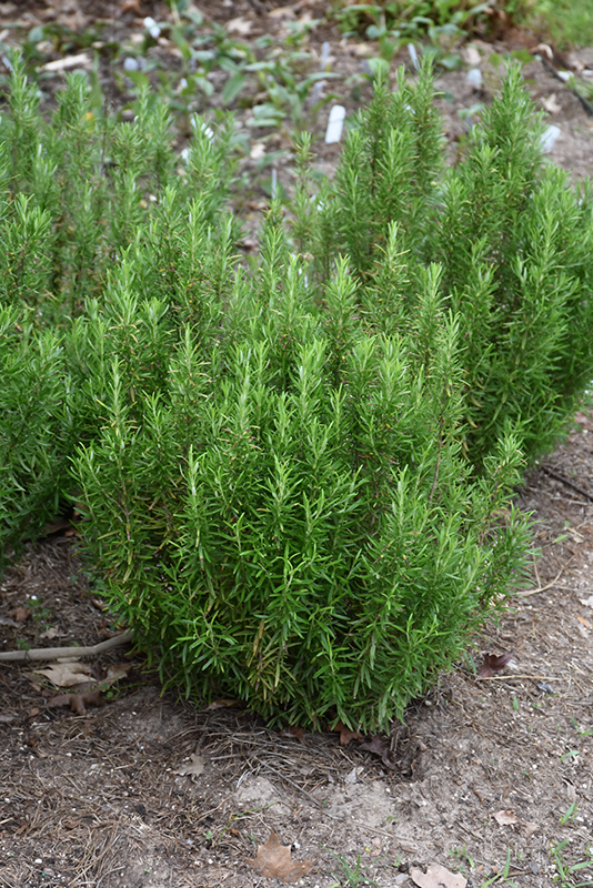 Barbeque Rosemary (Rosmarinus officinalis 'Barbeque') at Caan Floral & Greenhouse