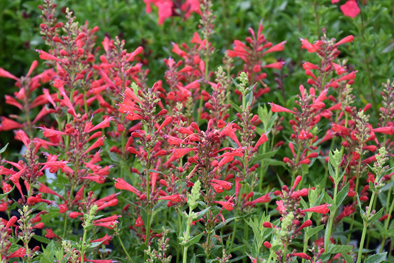 Kudos Red Hyssop (Agastache 'Kudos Red') at Caan Floral & Greenhouse