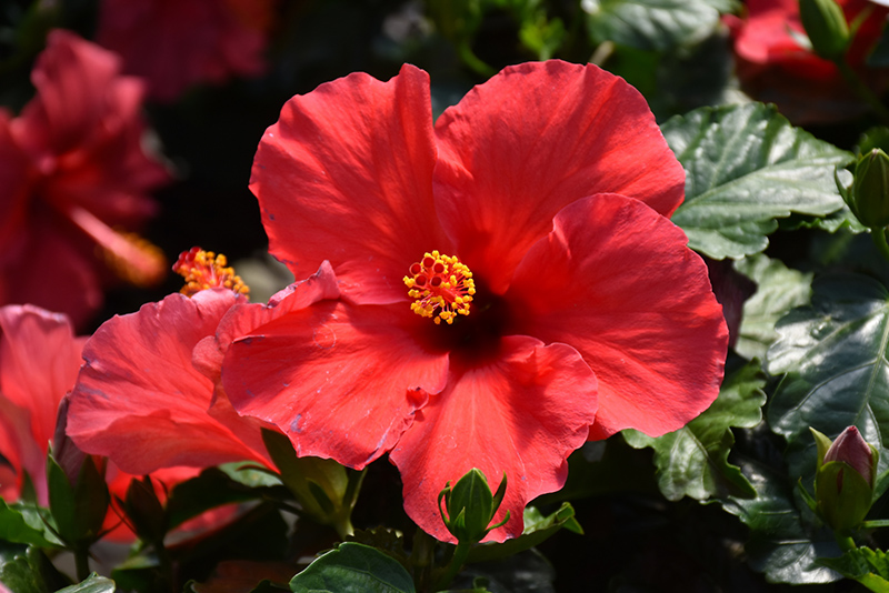 Starry Wind Hibiscus (Hibiscus rosa-sinensis 'Starry Wind') at Caan Floral & Greenhouse