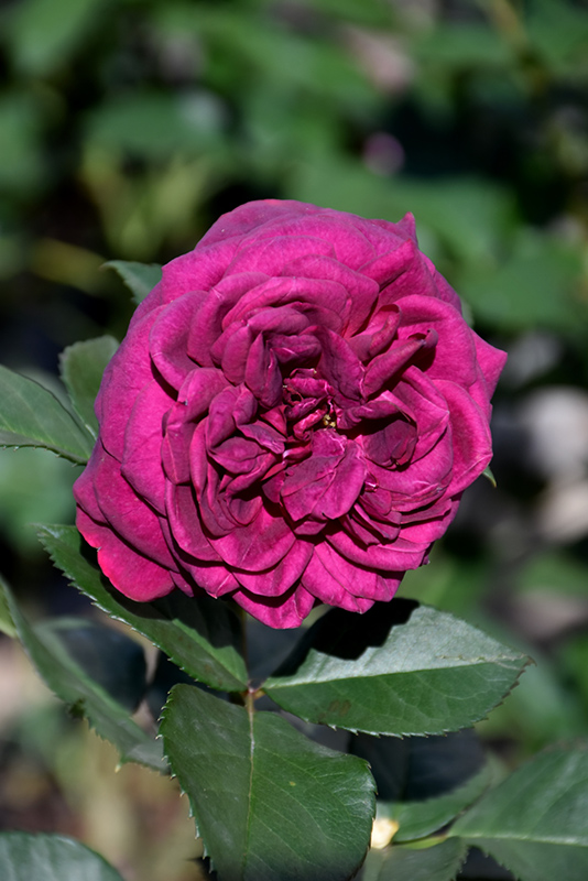 Celestial Night Rose (Rosa 'WEKebtigrad') at Caan Floral & Greenhouse