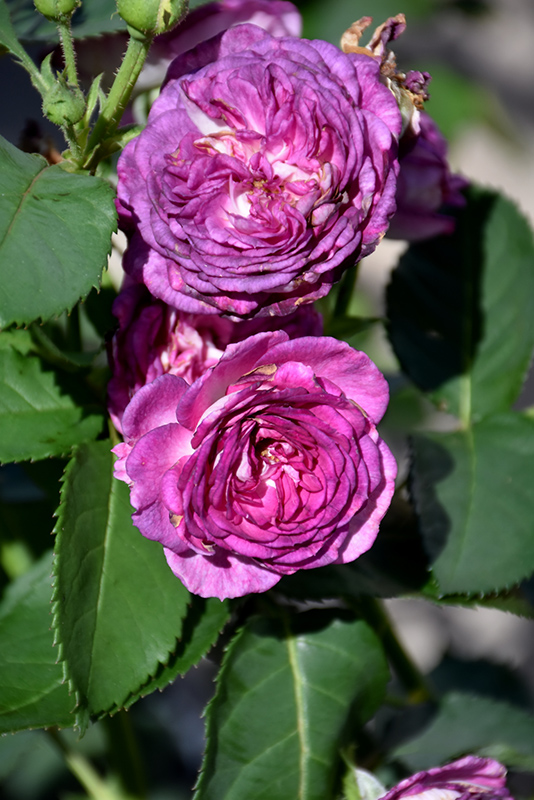 Arctic Blue Rose (Rosa 'WEKblufytirar') at Caan Floral & Greenhouse