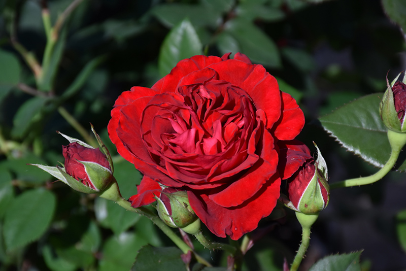 Lady In Red Rose (Rosa 'WEKvaldaom') at Caan Floral & Greenhouse